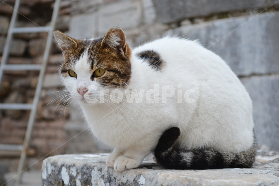 고양이,길고양이,길냥이,cat,streetcat,동물,animal,야생고양이,kitten,kitty,wildcat,동물,animal,포유류,mammal,고양이,cat,kitten,kitty