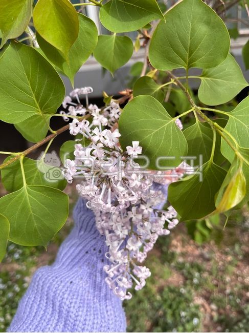 연보라,연보라꽃,봄꽃,히아신스,수수꽃다리,라일락,봄라일락,연보라색라일락,라일락배경,남색라일락,보라색라일락,flower,leaf,summer,spring,srpingpurple
