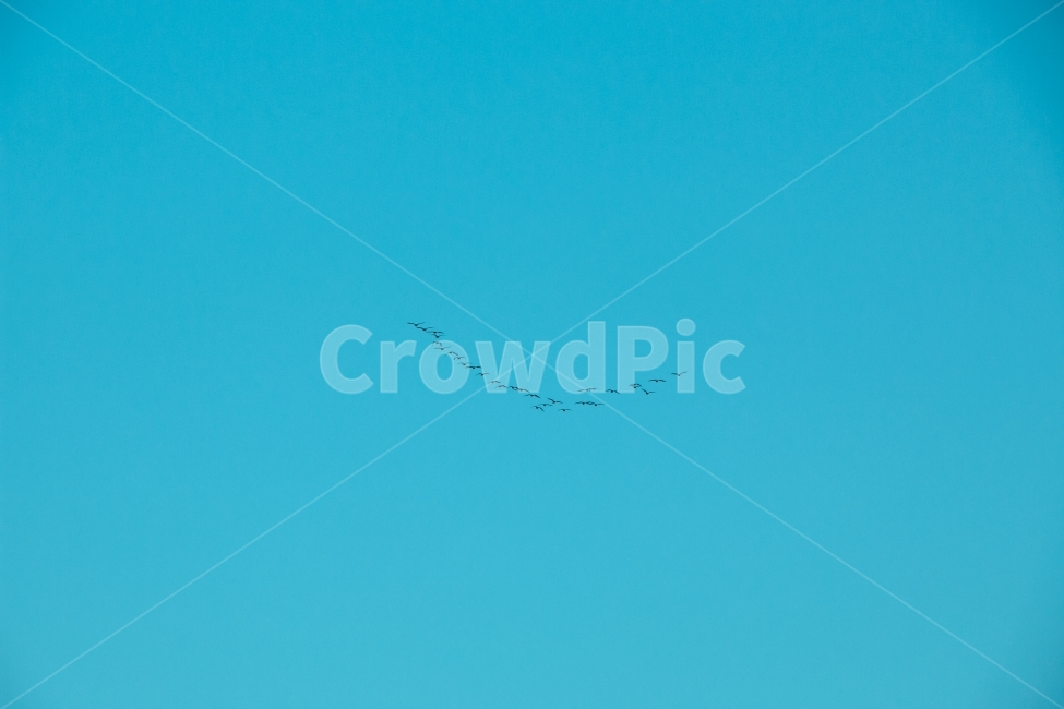 바다,새,자연,하늘,협동,자연,풍경,nature,landscape,동물,animal,조류,새,birds,flying,나는,bird