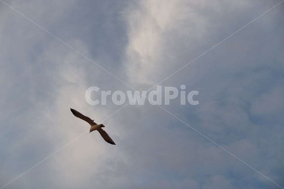 animal,동물,bird,새,flying,나는,갈매기,동물,animal,조류,새,birds