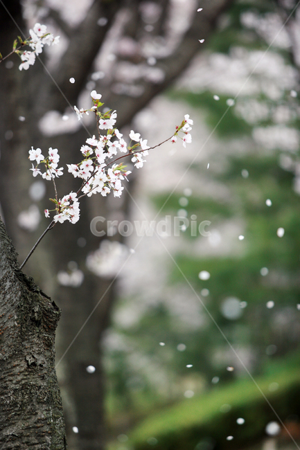 나무,벚꽃,그린,꽃,봄,흩날리는,힐링,감성,자연,풍경,tree,flower,sakura,green,spring,nature,ladscape,plant,식물