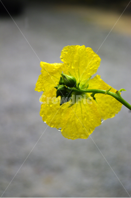 식물,plant,꽃,flower,호박꽃,식물,자연,plants,nature,꽃,flower