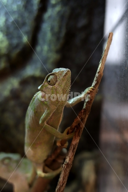animal,동물,reptile,도마뱀,카멜레온,chameleon,파충류,반려동물,다채로운,매력,변신,동물,animal,파충류,양서류,reptile,amphibian