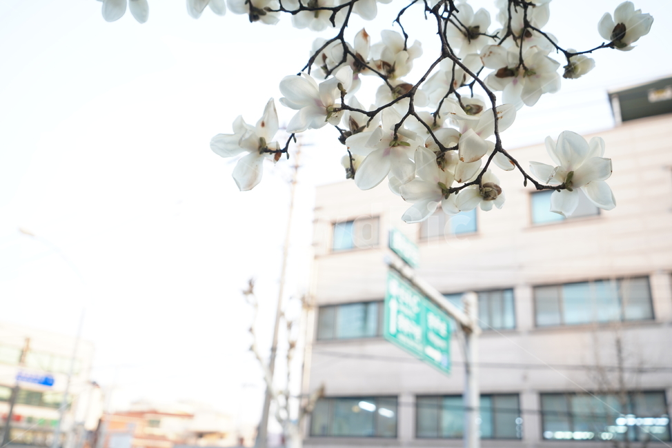 봄,봄꽃,목련,계절,봄날,꽃,플라워,나무,화이트,흰색,느낌,감성,색감,white,생명,식물,생물,식물,자연,plants,nature,꽃,flower
