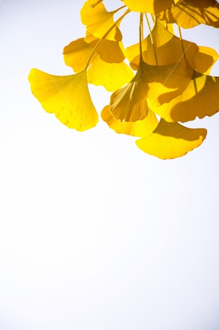 사진,디자인,소스,포토,사진자료,배경,배경사진,백그라운드,한국,동양,아시아,풍경,자연,환경,실외,낮,오후,저녁,식물,나무,가을,단풍,가을풍경,9월,10월,11월,단풍나무,노란색,단풍길,가을,계절,fall,autumn,season,식물,자연,plants,nature,plant,blossom,꽃,petal,꽃잎,flower