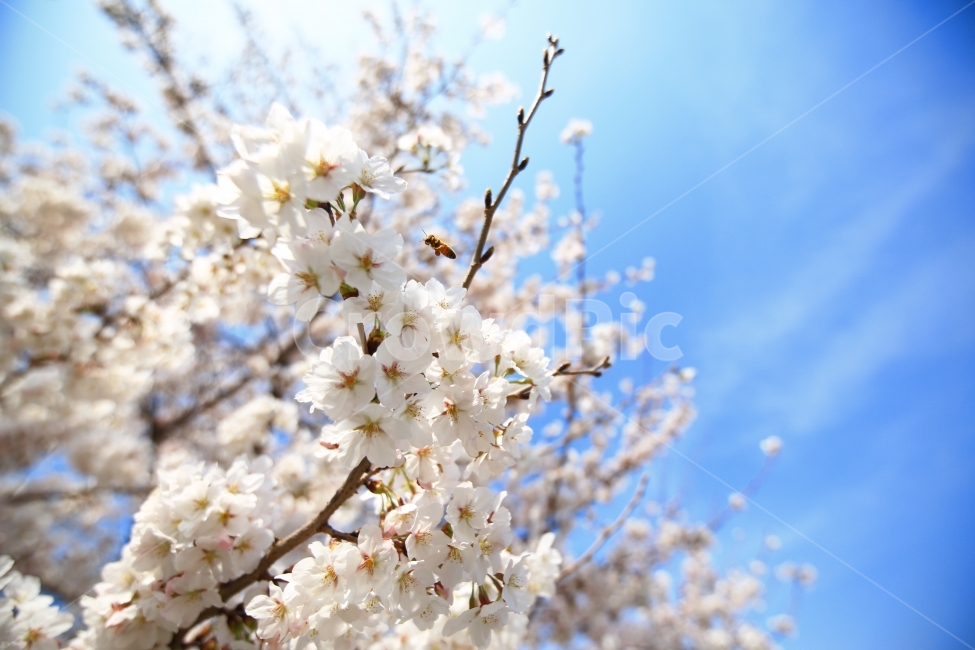 벚꽃,봄,cherryblossoms,푸른,맑은,하늘,화창,벌,꿀벌,꽃향기,봄,계절,spring,season,식물,자연,plants,nature,꽃,flower,plant,blossom