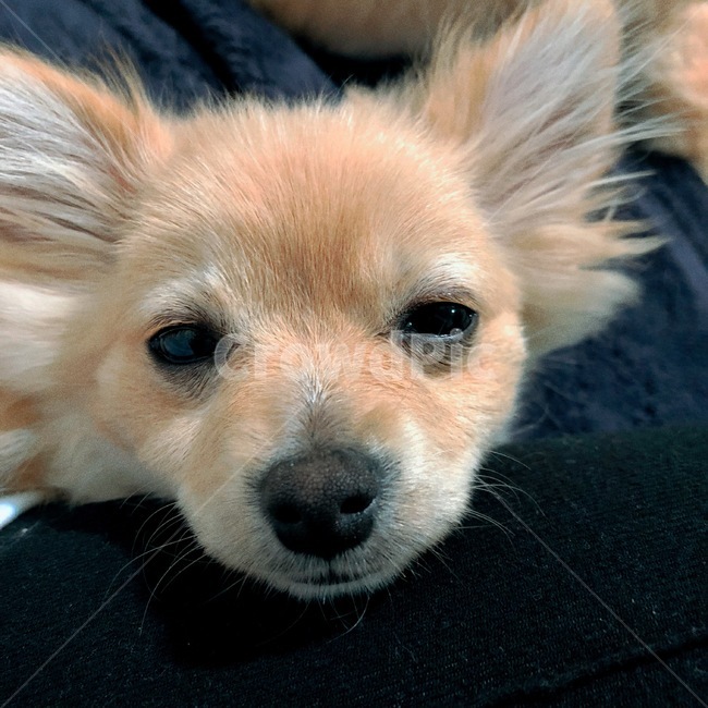 dog,puppy,sleep,sleeping,sleepy,pomeranian,강아지,잠든강아지,졸림,나른함,포메라니안,평온함,행복,dream,동물,animal,포유류,mammal,개,강아지,dog,doggy