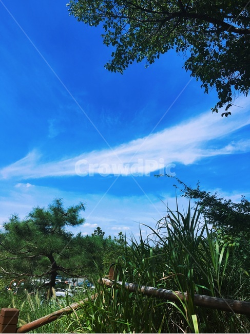 나무,하늘,햇빛,여름,초록,자연,풍경,nature,landscape,outdoors,옥외