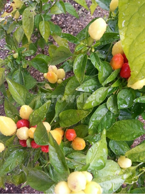 green leaves,color,Colorful,fruit,yellow,soil,Clean,ornamental,red,leaves,light green,plants,season,fruit plant,rain,green,flower pepper,Fruit,clear,rainwater,leaf,lightgreen,raindrop,Red,refreshing,plant,animated,fresh