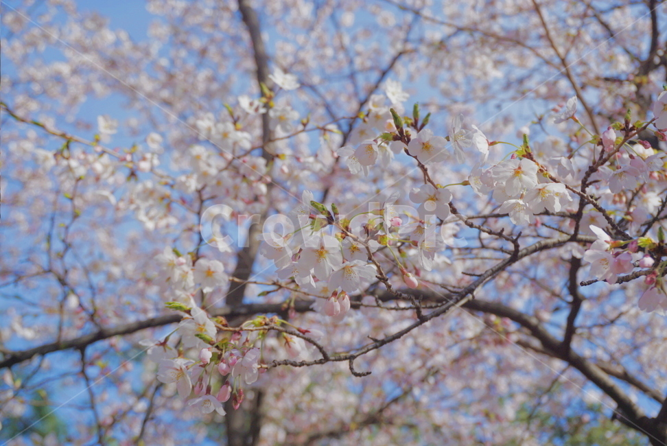 봄꽃,꽃,벚꽃,벚꽃나무,분홍,봄기운,봄날,spring