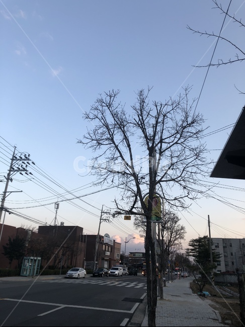 시골,풍경,하늘,나무,노을