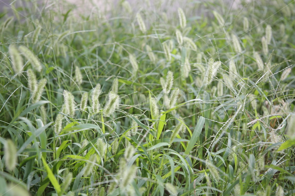 강아지풀,식물,풀,풀꽃,야생,자연,들풀,들식물,야생식물,plants,nature,감성,sensible,sensitive,힐링,healing,rkdmf