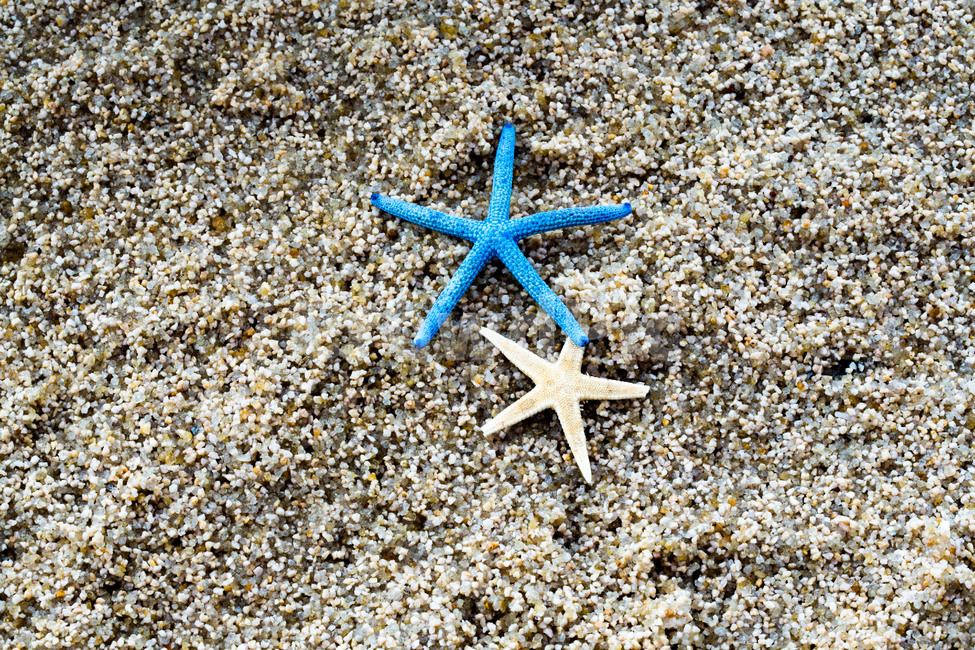 불가사리,바닷가,별,휴가,모래,문양,해변,바다,beach,sea