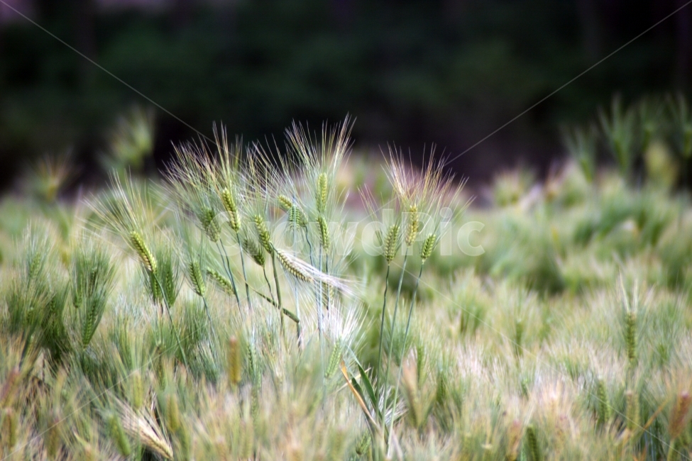 청보리,여행,시골,보리,보리밭,식물,자연,plants,nature