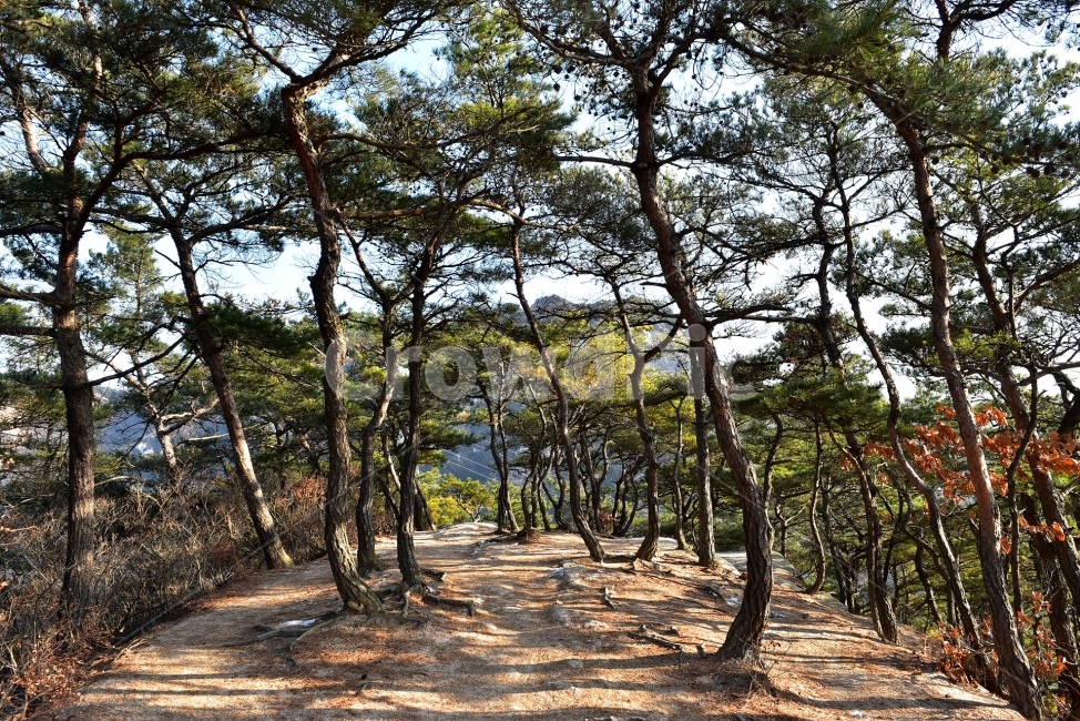북한산,풍경,자연,국립공원,서울,도심지,명산,겨울,힐링,산행지,국내여행,자연풍경,산사진,Seoul,Korea,National,Park,비경,산행,등산,트레킹,100대명산,기암,바위산,백운대,바위,암봉,암봉우리,족두리봉,향로봉,비봉,자연,풍경,nature,landscape,식물,plants,나무,trees,wood,tree,plant,tree trunk,나무 줄기,ground,바닥