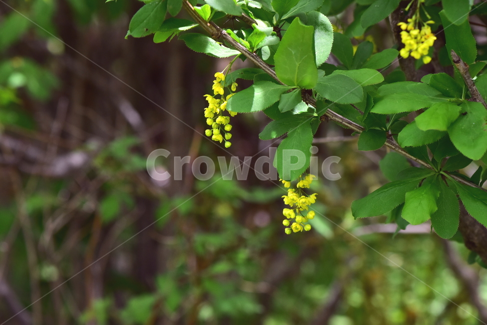 매발톱나무,야생화,꽃,식물,자연,생태,플라워,wildflower,flower,plants,nature,season,감성,느낌,emotion,feeling,나무,tree