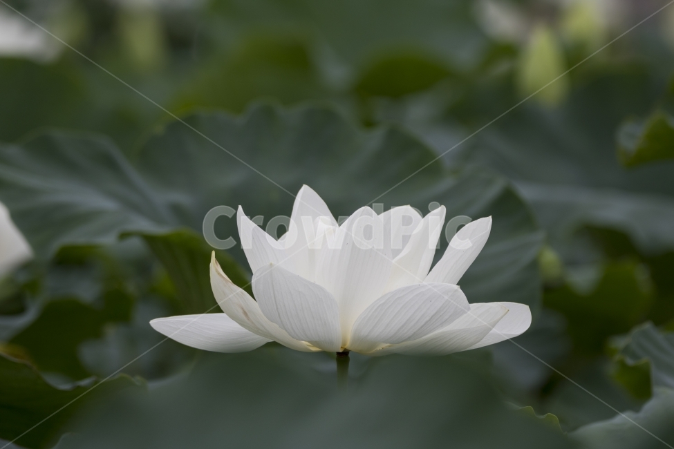 연꽃,수련,꽃,식물,연잎,풍경,자연,클로즈업,매크로,다울,경치,식물,자연,plants,nature,꽃,flower