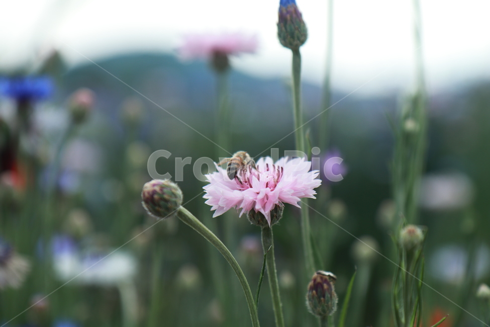 꽃,울산태화강축제,벌,자연,플라워,식물,자연,plants,nature,꽃,flower,동물,animal,곤충,벌레,insect,bug