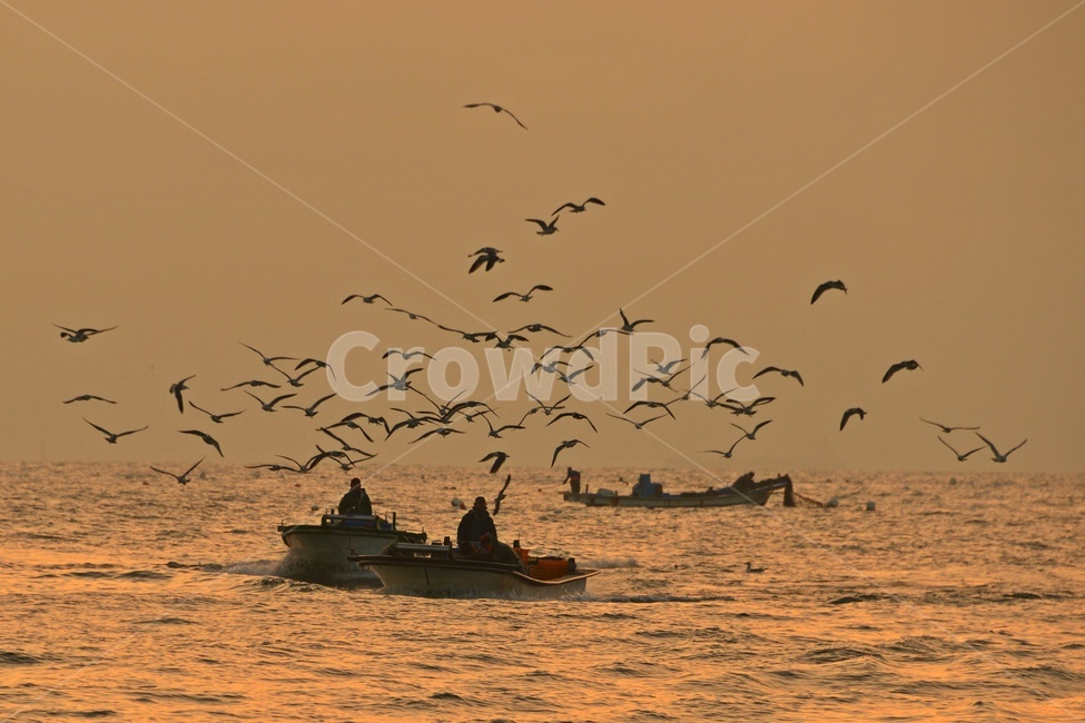 울산,강양항,배,멸치잡이배,갈매기,강양항아침,강양항일출,boat,보트,human,인간,person,사람,선박,bird,새,nature,자연,outdoors,옥외,자연,풍경,nature,landscape,어업,fishery,fishing industry