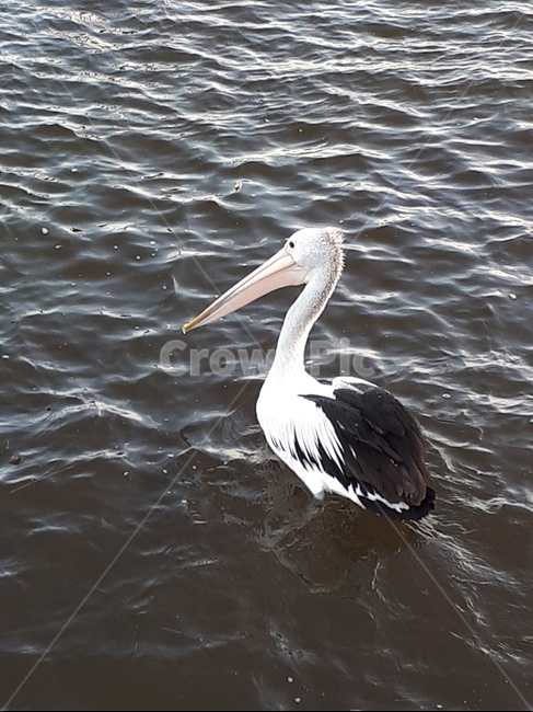 펠리컨,바다,물고기,pelecanus,새,바다새