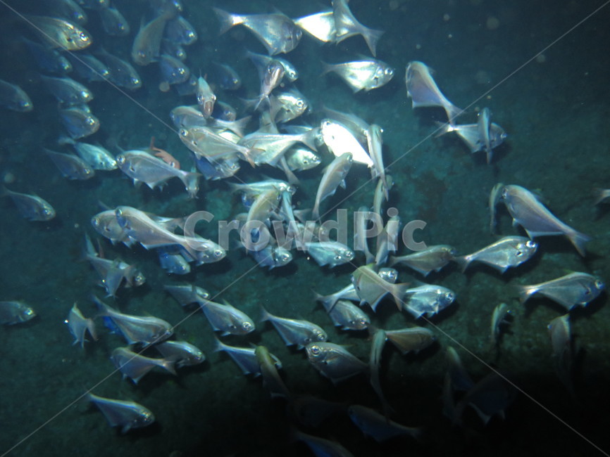 flock,school of fish,fish,several,In the sea