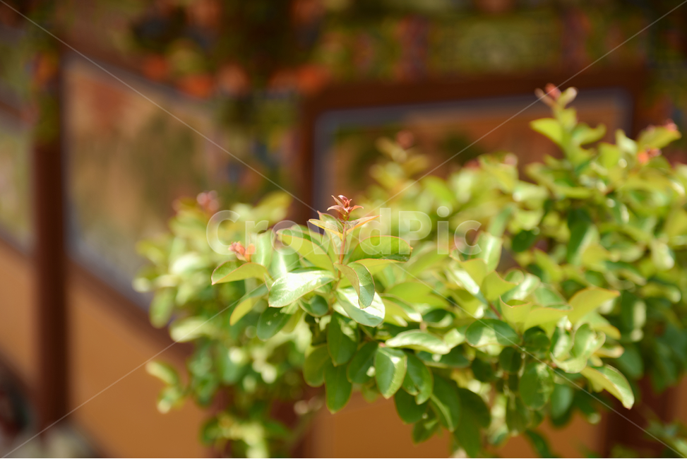 보경사절,사찰,꽃,자연,등산,접사,절,녹색,힐링,신선함,안식처,season,plants,nature,flower,sensible,feeling,색깔,색상,색채,색감,colorsense,colorsensitivity,feelingofcolor,감성,평온함,느낌,휴식