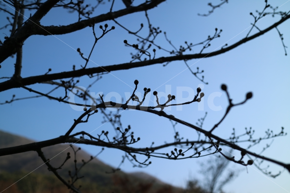 자연,nature,식물,나무,겨울,감성사진,바탕화면,plant,tree,winter,나뭇가지,하늘,sky,식물,자연,plants,nature