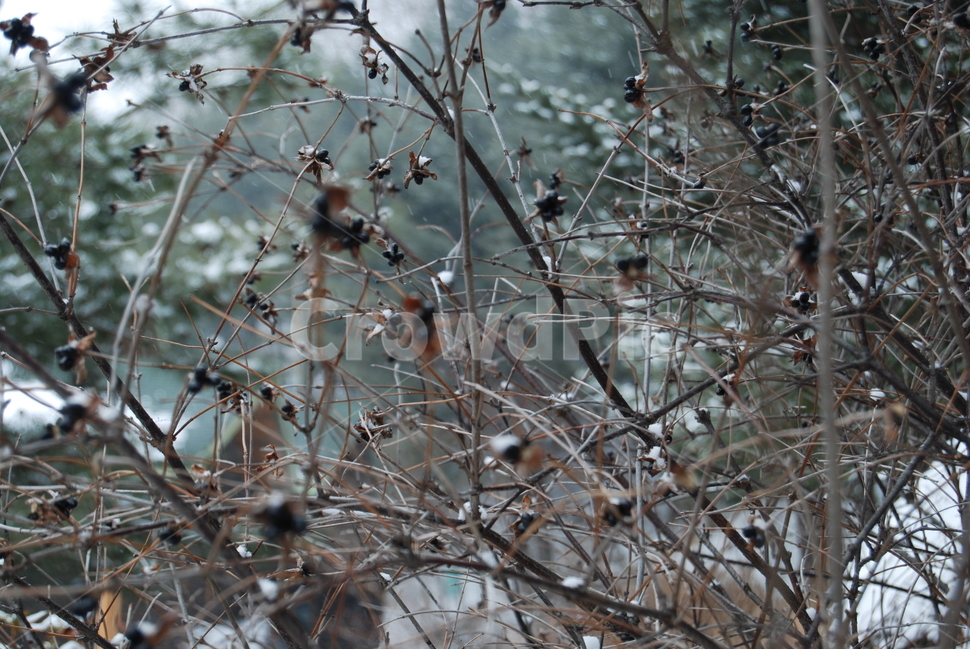 축령산,겨울,자연휴양림,눈,탐방로,겨울,계절,winter,season,식물,자연,plants,nature,과일,열매,fruit