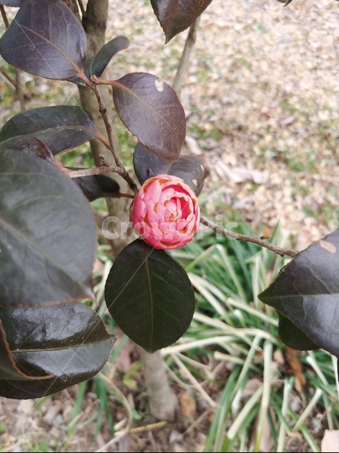 꽃,식물,산책,자연,leaf