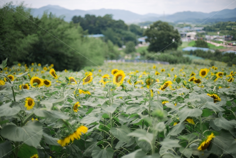 해바라기,꽃,sunflower,flower,함안해바라기축제,식물,자연,plants,nature,꽃,flower