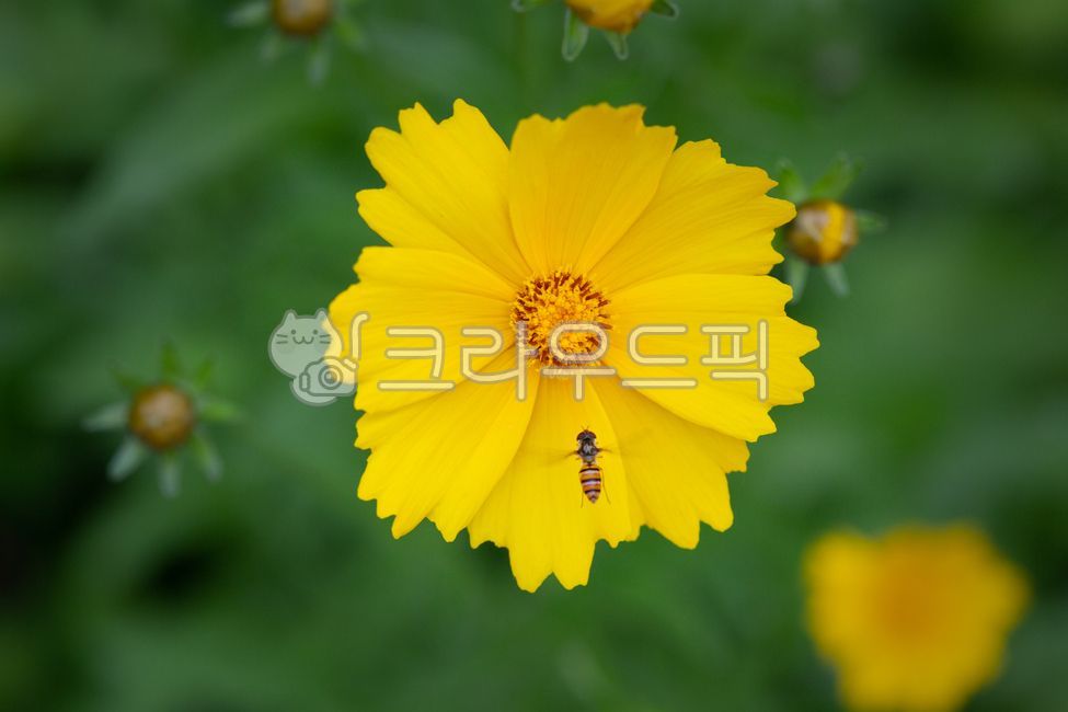 금계국,금계화,노란꽃,꽃,식물,노란색,yellow,여름,봄,plant,petal,꽃잎,flower,blossom,만개,곤충,꽃등애,날다