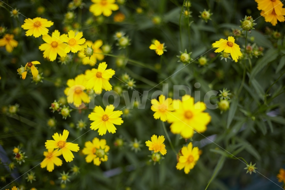 금계국,노란색,노란꽃,초화,육종,바탕화면,배경이미지,식물,자연,plants,nature,꽃,flower