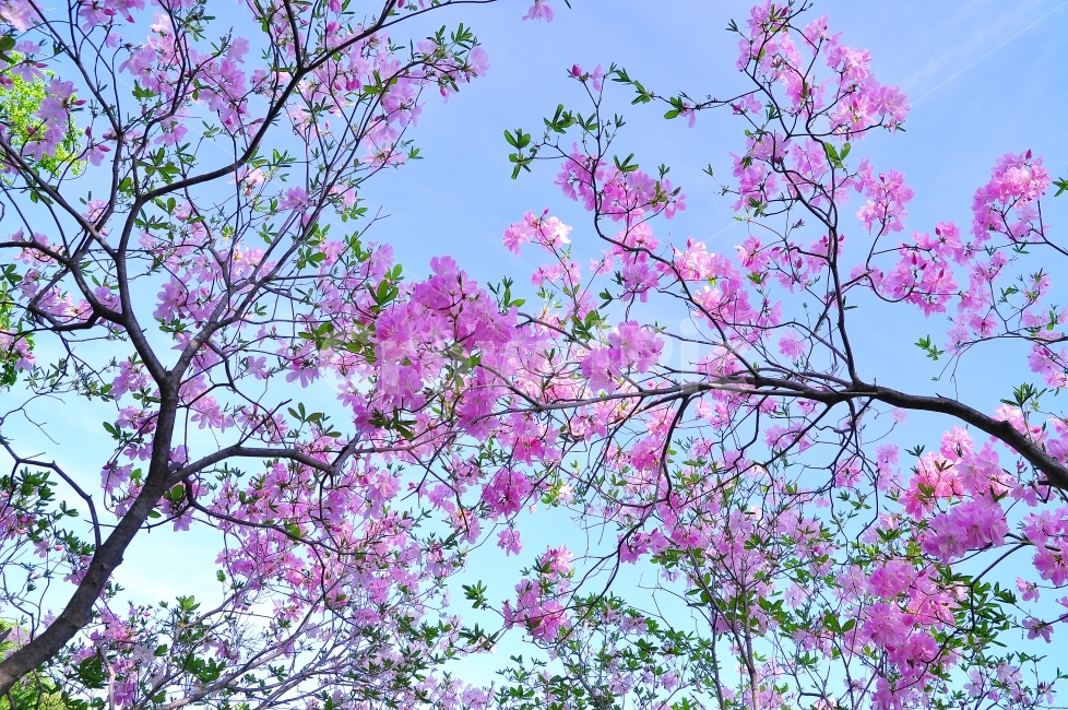 철쭉꽃,봄꽃,우리꽃,분홍색,야생화,봄날,해맑은,하늘,가지,나무,자연,풍경,5월,4월,핑크색,flowers,spring,natural,tree,beautiful,pink,아름다운,뷰티풀,산행,산에피는,등산,산철쭉,봄소식,산에피는꽃,맑은날,청명,힐링,순수,봄,계절,spring,season,식물,자연,plants,nature,꽃,flower,plant,blossom