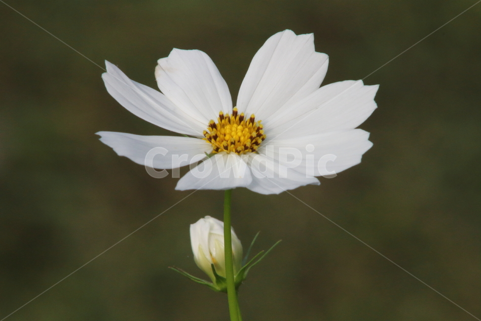 코스모스,가을꽃,야생화,식물,cosmos,가을,계절,fall,autumn,season,식물,자연,plants,nature,꽃,flower,plant