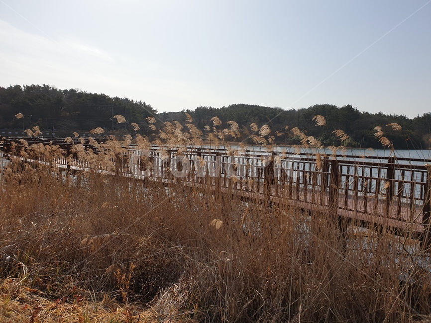 갈대,자연,다리,산,풍경,구름,자연,풍경,nature,landscape
