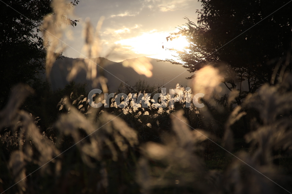 광주시,팔당,물안개공원,가을,팔당물안개공원,식물,자연,plants,nature,휴식,힐링,rest,relaxation,healing