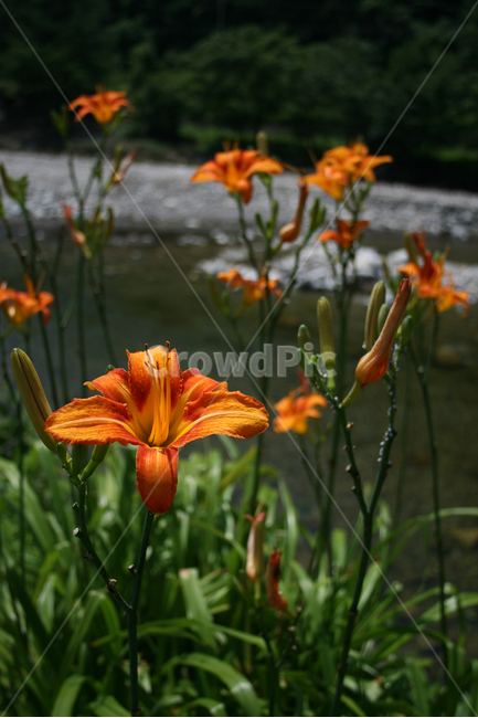 홑왕원추리,원추리,식물,flower,plants,nature,꽃,꽃봉오리,식물,자연,plants,nature,꽃,flower