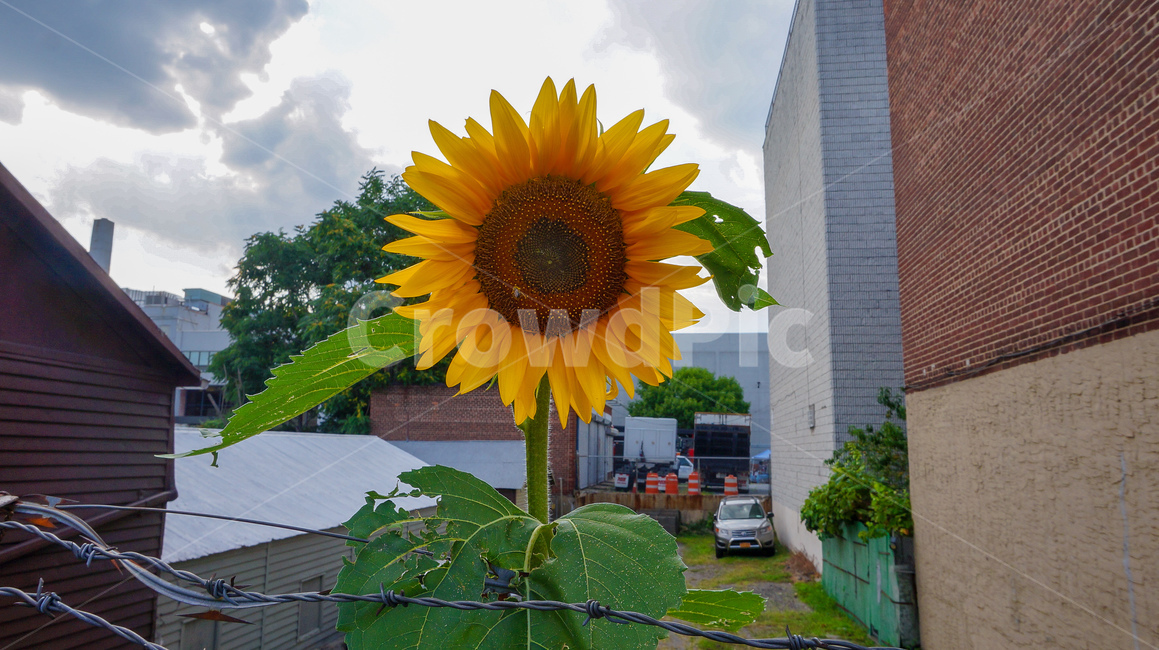 해바라기,꽃,sunflower,식물,flower,식물,자연,plants,nature,꽃,flower