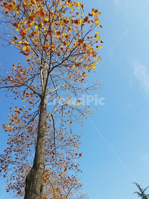 하늘,가을,단풍,가로수,풍경,가을,계절,fall,autumn,season,식물,자연,plants,nature,나무,trees,wood,tree,plant,tree trunk,나무 줄기
