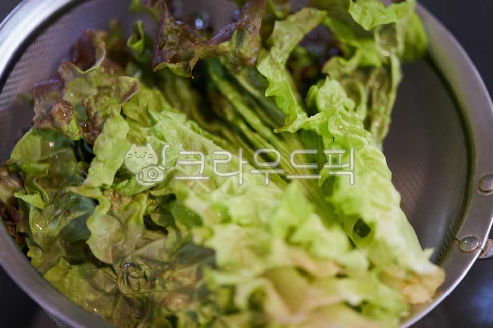 plant, 식물, 상추, food, 야채, 사진,이미지,일러스트,캘리그라피 - neon0083작가