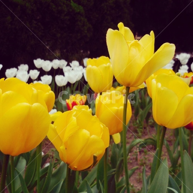 식물,튤립,yellow,봄,정원,꽃,tulip,tulips,plants,노란색,springtime,spring,garden,flower,yellowflower,vivid,colorful,warm,따뜻한,봄,계절,spring,season,식물,자연,plants,nature,꽃,flower,plant,blossom