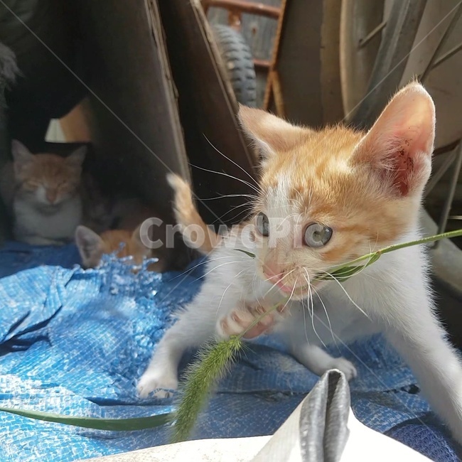 고양이,강아지풀,물은,귀,사냥