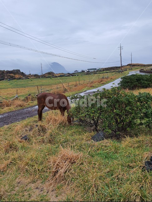 목초지,grassland,자연,nature,field,들,말,horse
