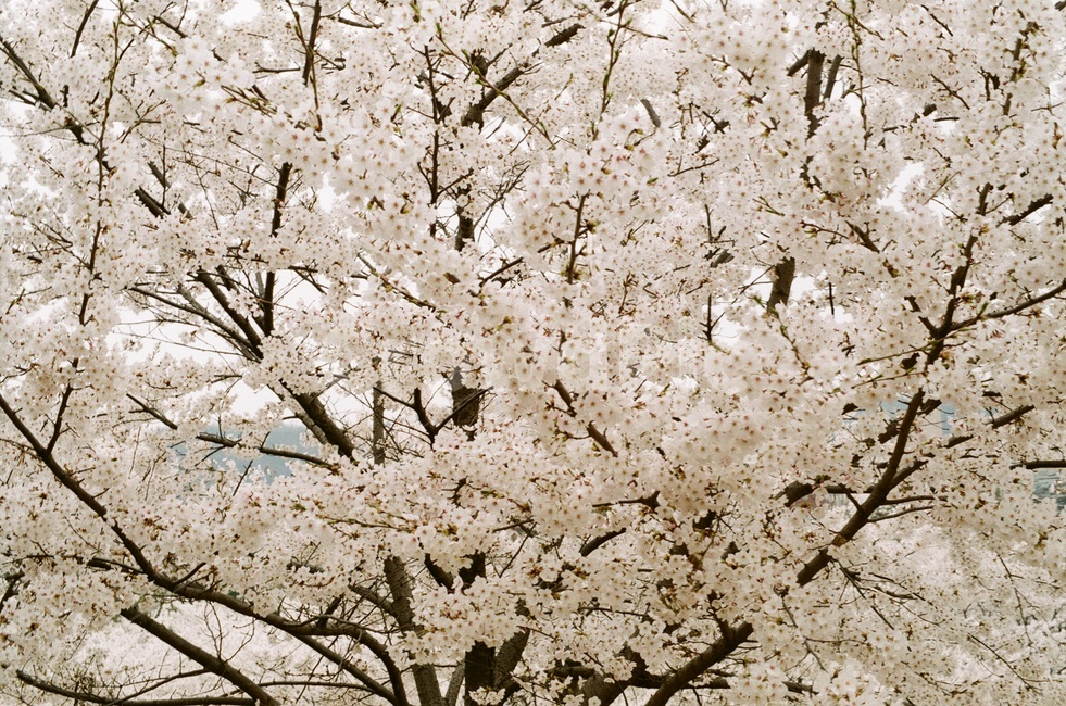 봄,벚꽃,꽃놀이,cherryblossom,필름카메라,꽃,감성사진,봄,계절,spring,season,plant,식물,flower,blossom