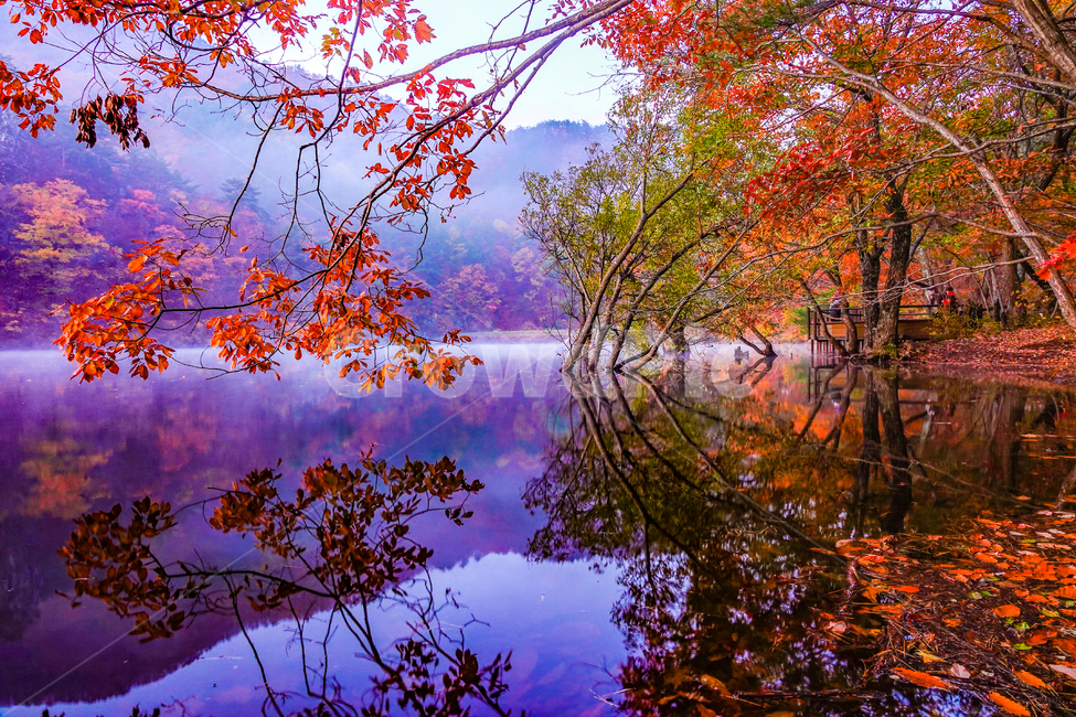 잎,나무,tree,저수지,주산지,청송군,반영,안개,물,산,일출,단풍,가을,자연,풍경,nature,landscape