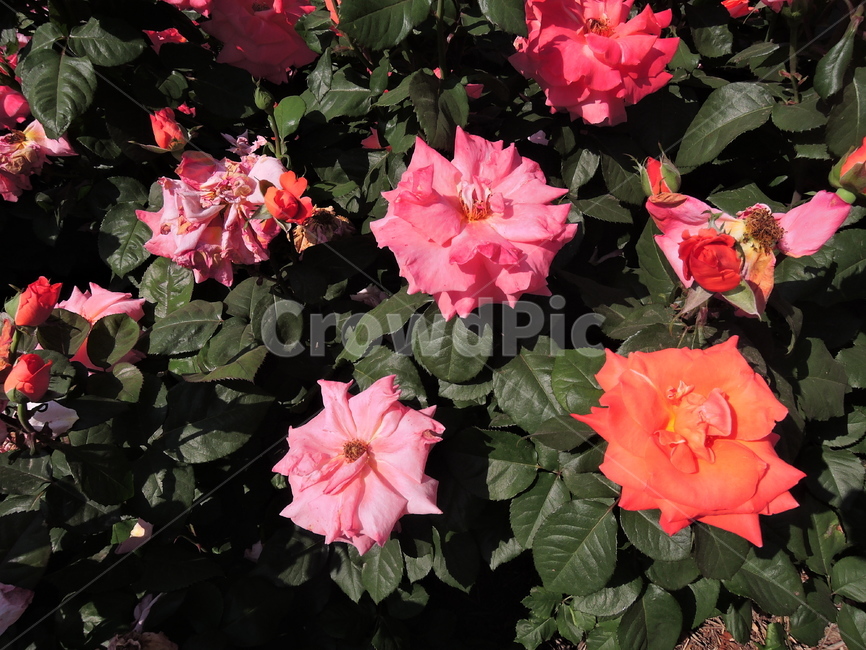 장미,장미축제,foewer,식물,rose,꽃축제,봄꽃축제,가든,화원,장미원,식물,자연,plants,nature,꽃,flower