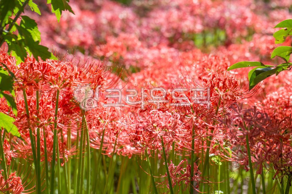 green,colony,flower garden,flower,red,Red,A bunch of flowers,light,plant,autumn,Seoksan,stem