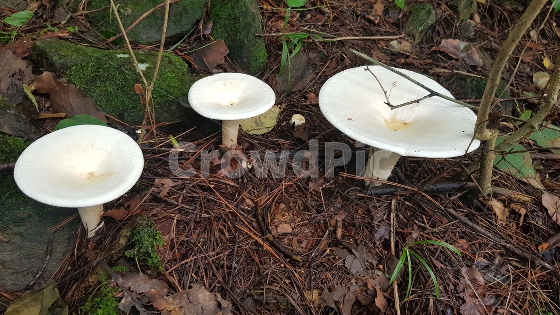 plant,식물,버섯,가을버섯,우단버섯