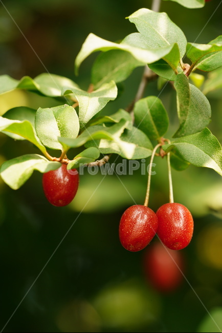 뜰보리수,과일,나무,여름,쌍떡잎식물,속씨식물,자연,빨간색,보리수과,plants,tree,cherryelaeagnus,elaeagnusmultiflora,red
