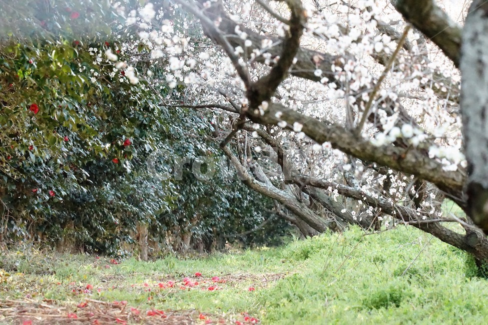 봄,매화,식물,자연,해남,매실농원,계절,초록,분홍,flower,spring,season,nature,나무,trees,화사함,아름다움,매실,매화꽃,white,green,봄,계절,spring,season,식물,자연,plants,nature,꽃,flower,plant